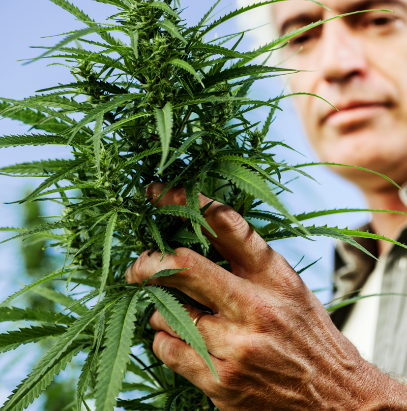 changing-cannabis-market